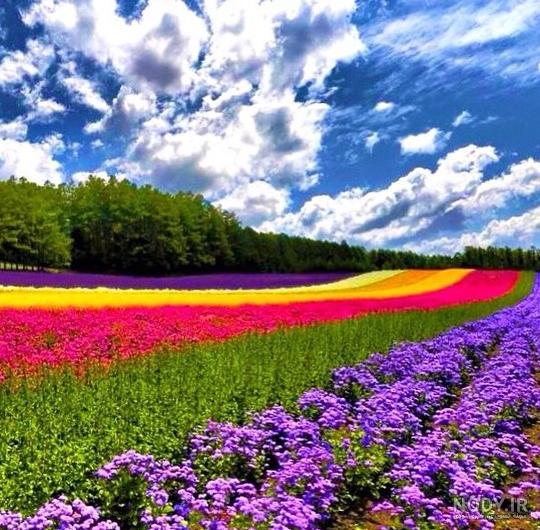 تصاویر طبیعت زیبای جهان تصاویر طبیعت زیبای جهان