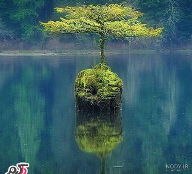 تصاویری زیبا از طبیعت سبز