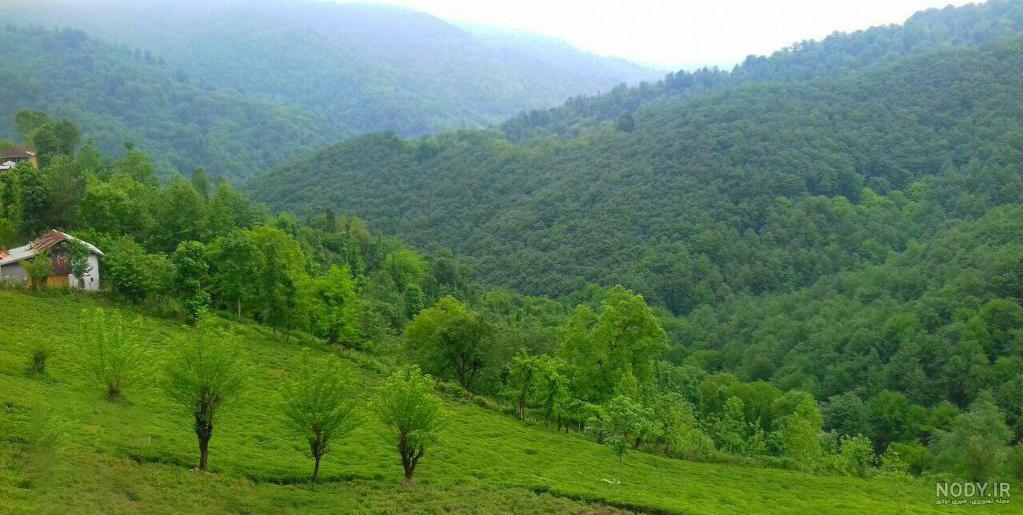 جاذبه‌های توریستی سیاهکل - باغ ریحان