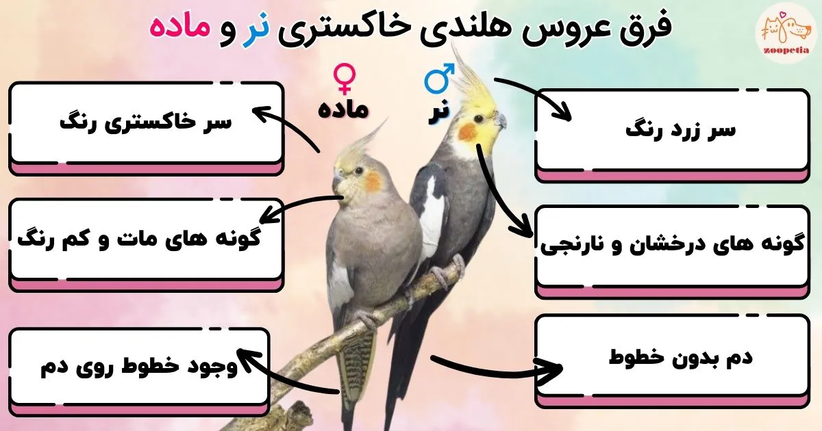 جوجه عروس هلندی نرو ماده سخنگو سه عدد جوجه عروس هلندی نرو ماده سخنگو سه عدد