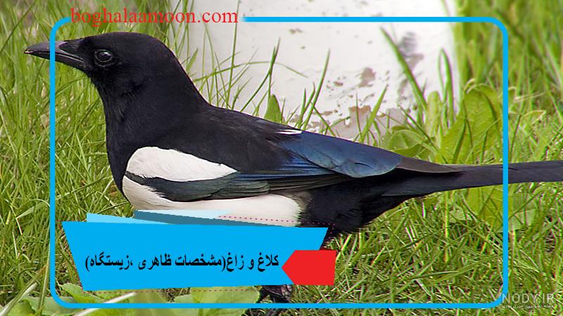 دانلود تصویر کلاغ | تیک طرح مرجع گرافیک ایران دانلود تصویر کلاغ | تیک طرح مرجع گرافیک ایران