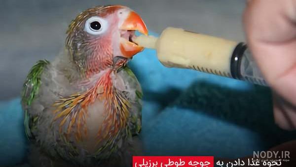 دستی غذا دادن به جوجه برزیلی ها دستی غذا دادن به جوجه برزیلی ها