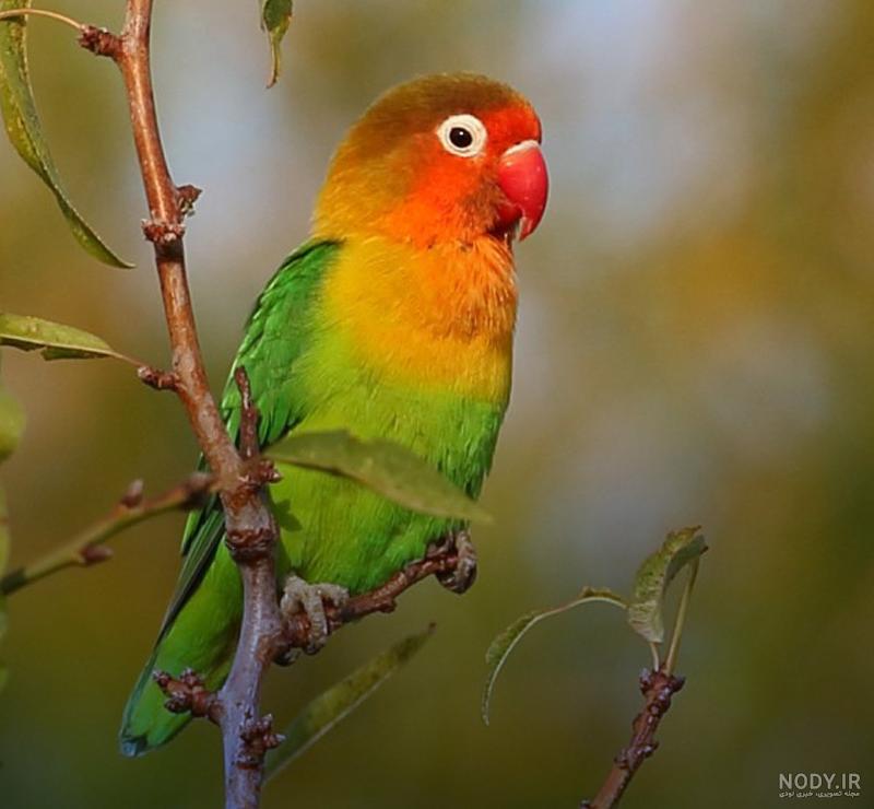 راهنمای اورژانسی غذا دادن به جوجه های سرنگی - مرجع تخصصی عروس هلندی راهنمای اورژانسی غذا دادن به جوجه های سرنگی - مرجع تخصصی عروس هلندی