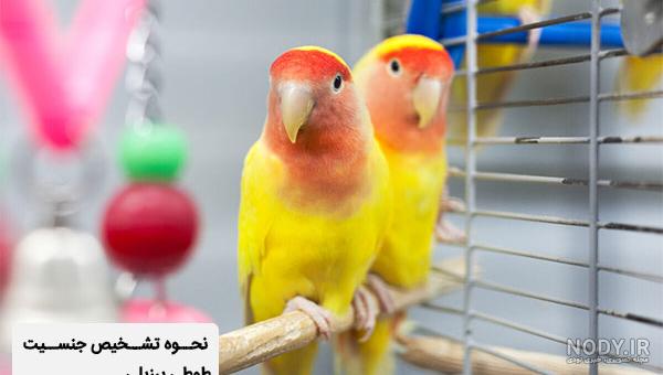 راهنمای نگهداری از جوجه طوطی برزیلی - فروشگاه چیکن دیوایس