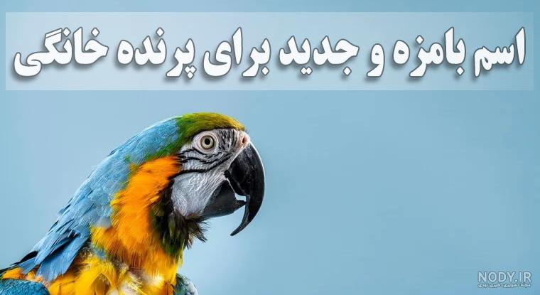 زیباترین طوطی های جهان به رنگارنگی طبیعت! + عکس | لست‌سکند