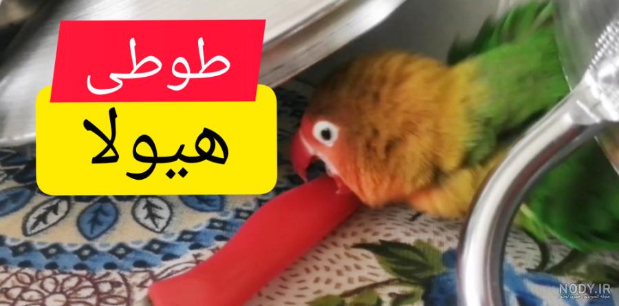 زیباترین طوطی های دنیا با پرهایی شگفت انگیز و رویایی +تصاویر زیباترین طوطی های دنیا با پرهایی شگفت انگیز و رویایی +تصاویر