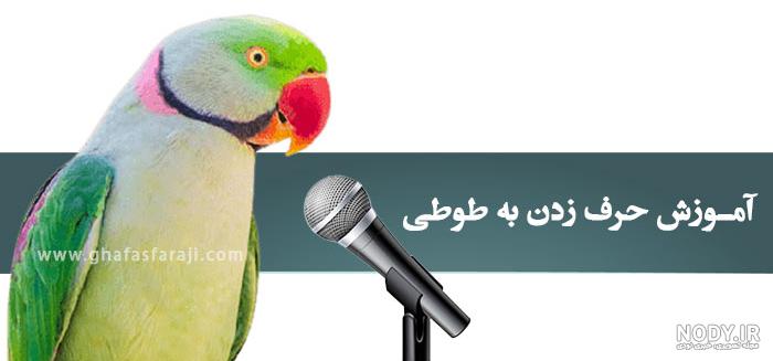 طوطی بامزه / کلیپ حیوانات خانگی / کلیپ طوطیها و پرندگان خانگی طوطی بامزه / کلیپ حیوانات خانگی / کلیپ طوطیها و پرندگان خانگی