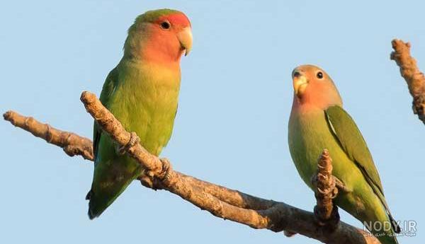 طوطی برزیلی + قیمت و اطلاعات کامل درباره تغذیه و نگهداری » پت شاپ گلبا