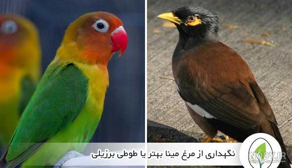طوطی برزیلی + قیمت و اطلاعات کامل درباره تغذیه و نگهداری » پت شاپ گلبا