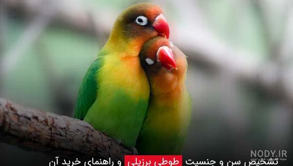 طوطی برزیلی | قیمت طوطی کوتوله سخنگو