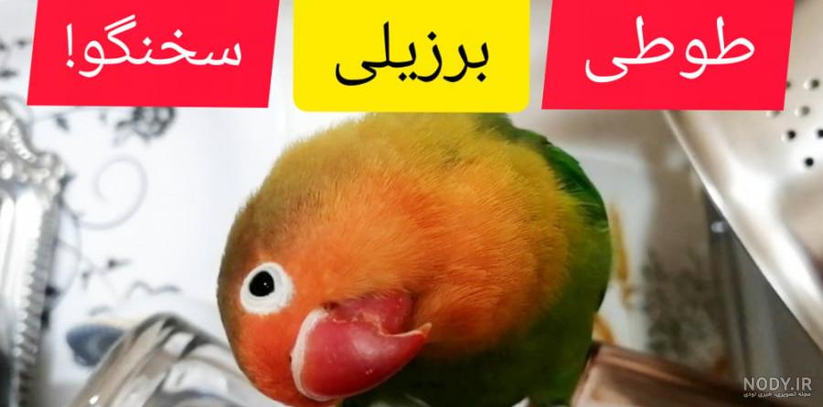 طوطی برزیلی | قیمت طوطی کوتوله سخنگو