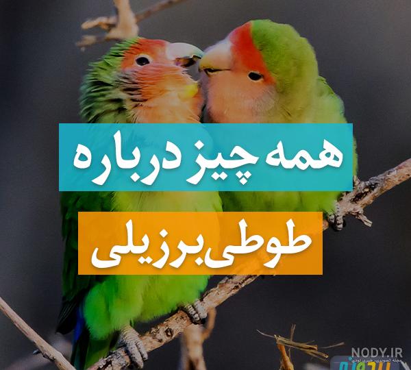طوطی کوتوله طوطی برزیلی مرغ عشق فیشر لاوبرد