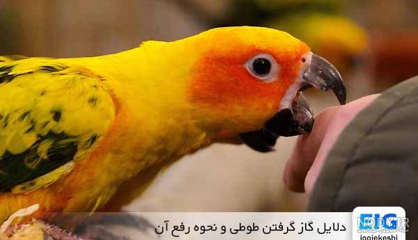 علائم و نشانه های بیماری در طوطی سانان | دکتروودی علائم و نشانه های بیماری در طوطی سانان | دکتروودی