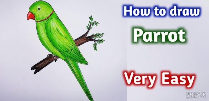 عکس از طوطی برای نقاشی