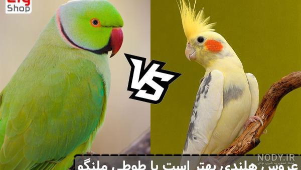 عکس های زیبا از انواع طوطی - Tjoor عکس های زیبا از انواع طوطی - Tjoor