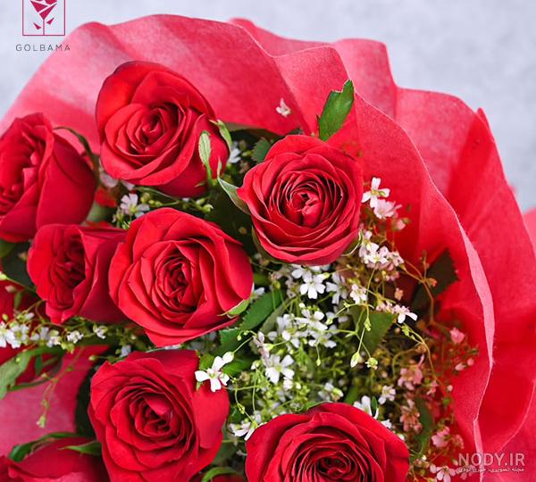 عکس زیبای گل رز رنگی