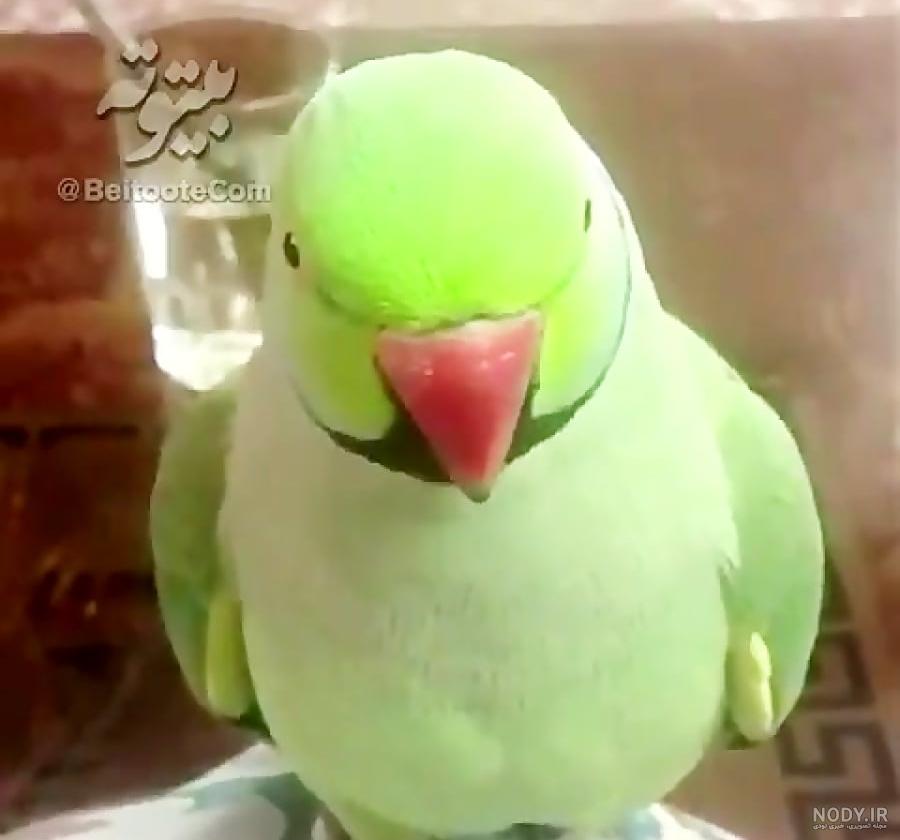 عکس شاه طوطی سخنگو ❤️ [ بهترین تصاویر ]