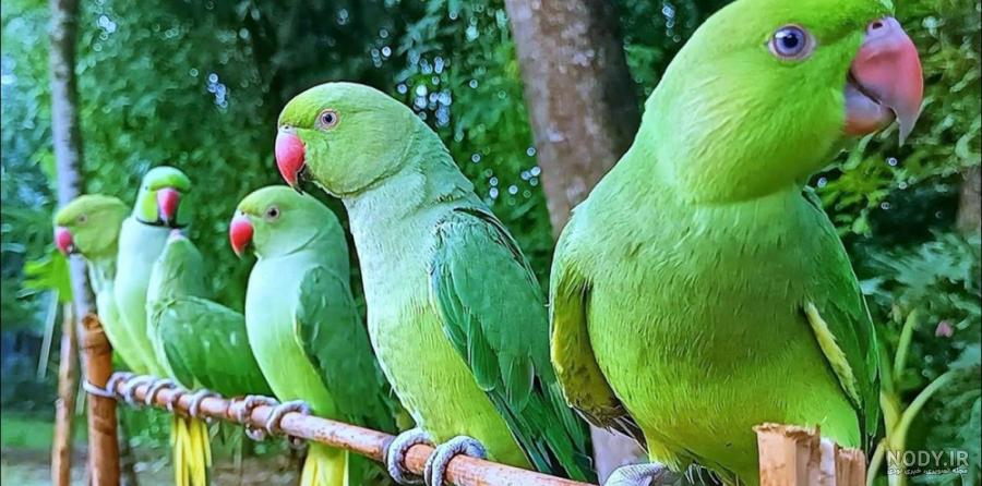 عکس شاه طوطی وحشی عکس شاه طوطی وحشی