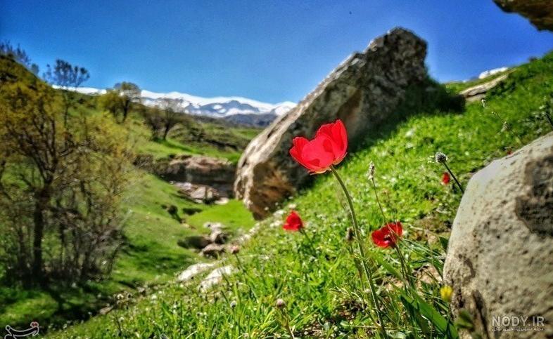 عکس طبیعت بهاری ایلام