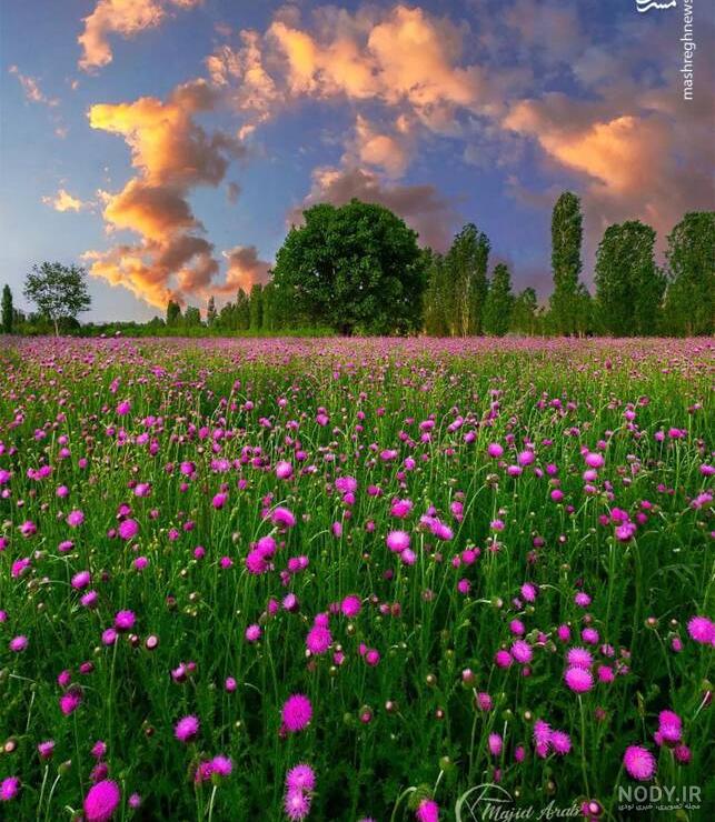 عکس طبیعت و گل های رنگارنگ و دیدنی عکس طبیعت و گل های رنگارنگ و دیدنی