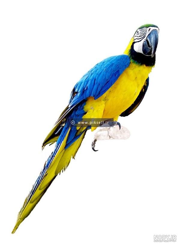 عکس طوطی برای فتوشاپ