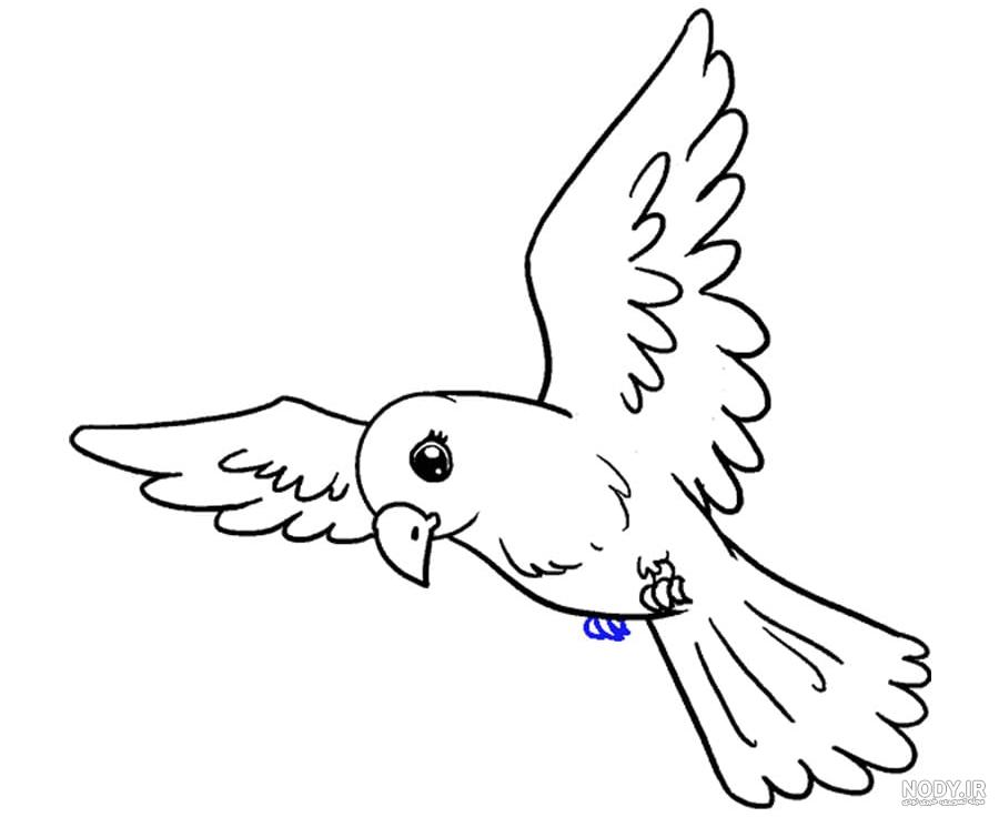 عکس طوطی برای نقاشی کودکان