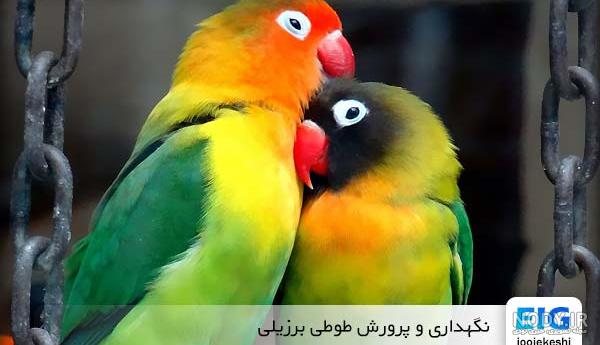عکس طوطی برزیلی آبی - عکس نودی