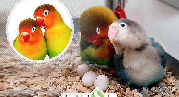 عکس طوطی برزیلی فروشی