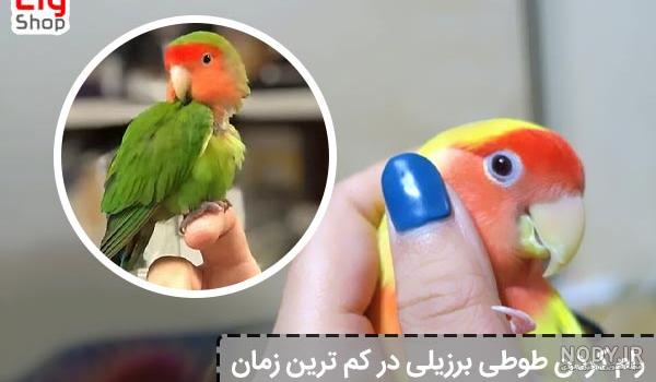 عکس طوطی خارجی - عکس نودی عکس طوطی خارجی - عکس نودی