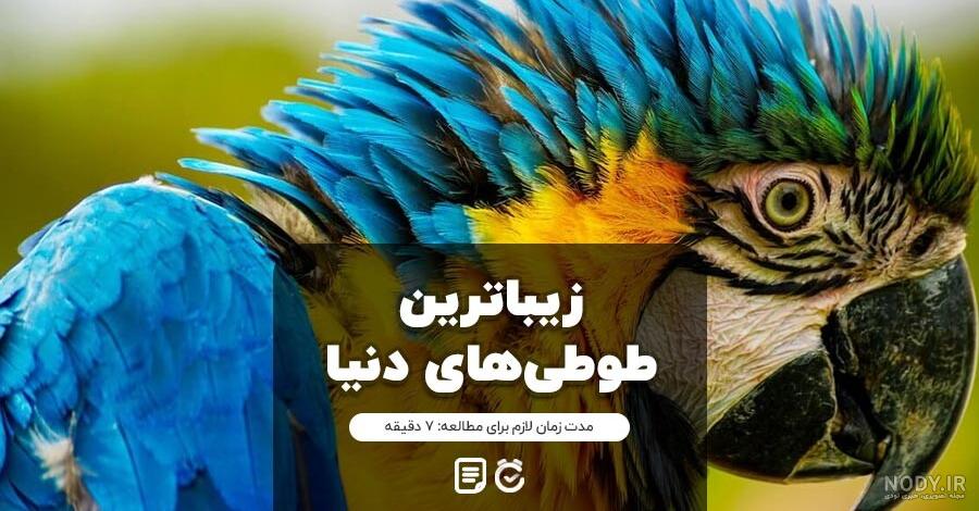 عکس طوطی خنده دار - عکس نودی عکس طوطی خنده دار - عکس نودی