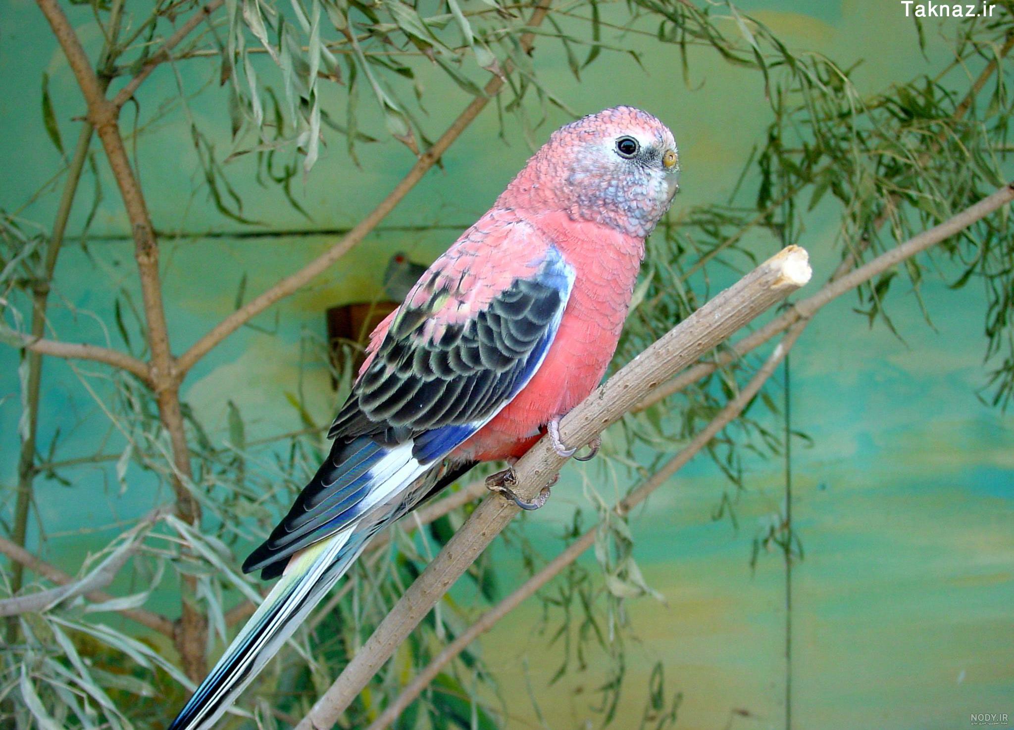 عکس طوطی خوشگل عکس طوطی خوشگل