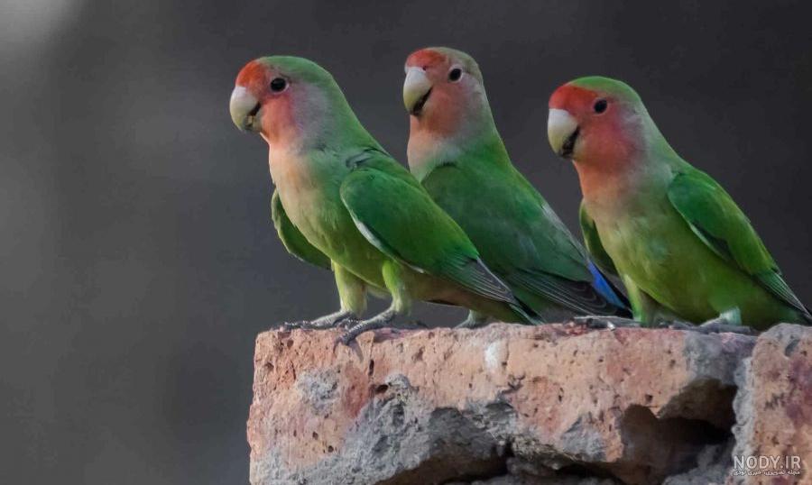 عکس طوطی رنگی عکس طوطی رنگی