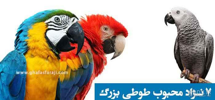 عکس طوطی سخنگو بزرگ