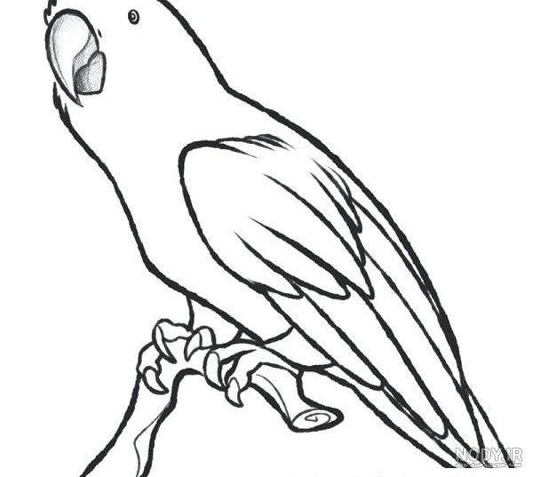عکس طوطی نقاشی
