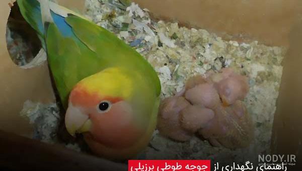 عکس طوطی کوتوله فیشر
