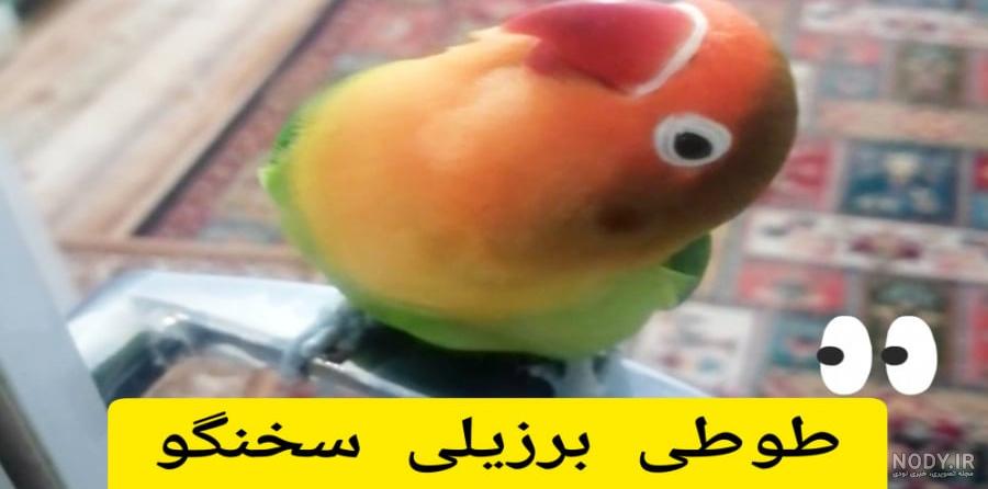 عکس طوطی کوتوله ی برزیلی - عکس نودی