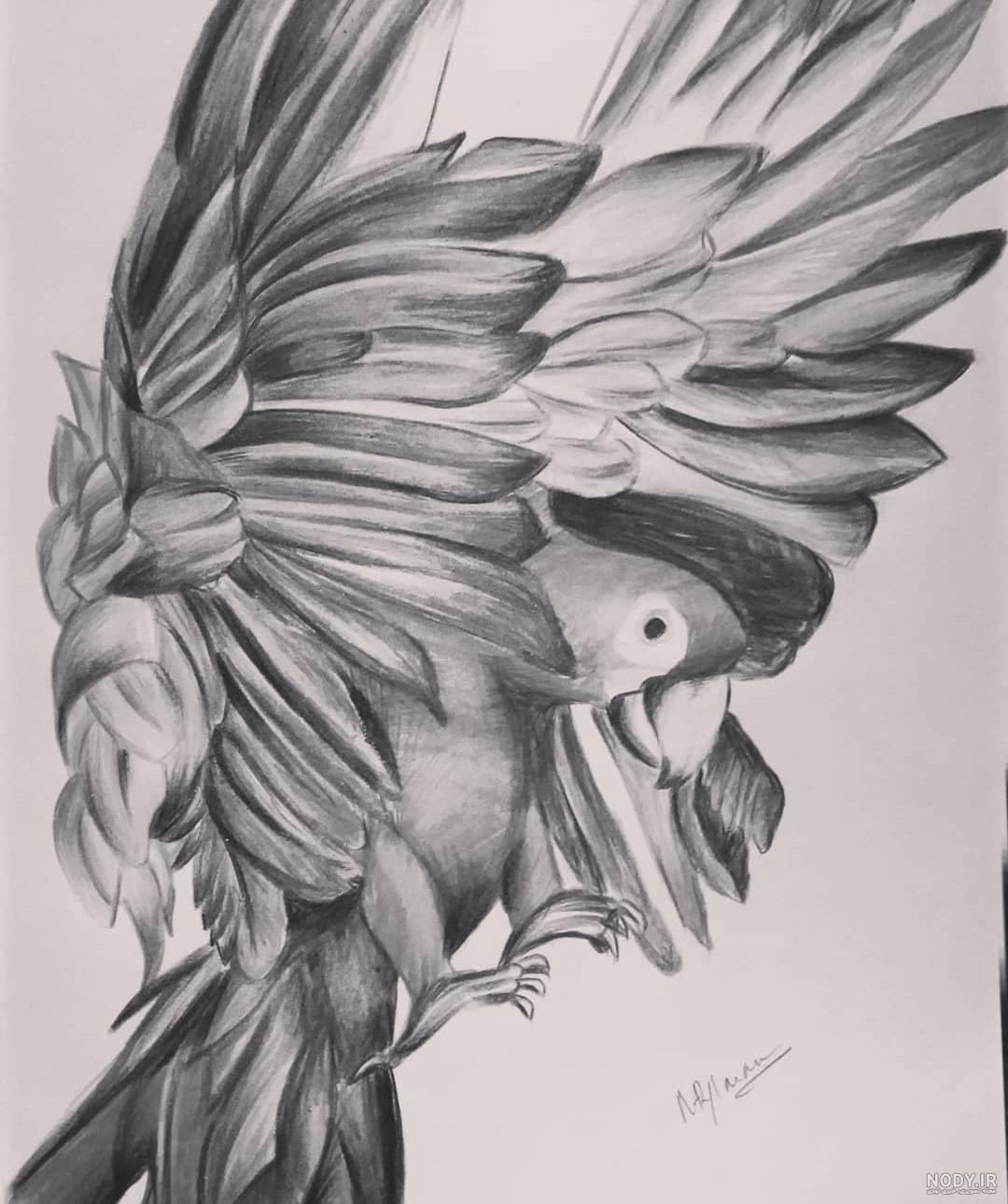 عکس نقاشی طوطی سخت عکس نقاشی طوطی سخت