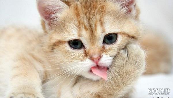 عکس گربه بامزه؛ عکس گربه های خانگی و فانتزی ناز
