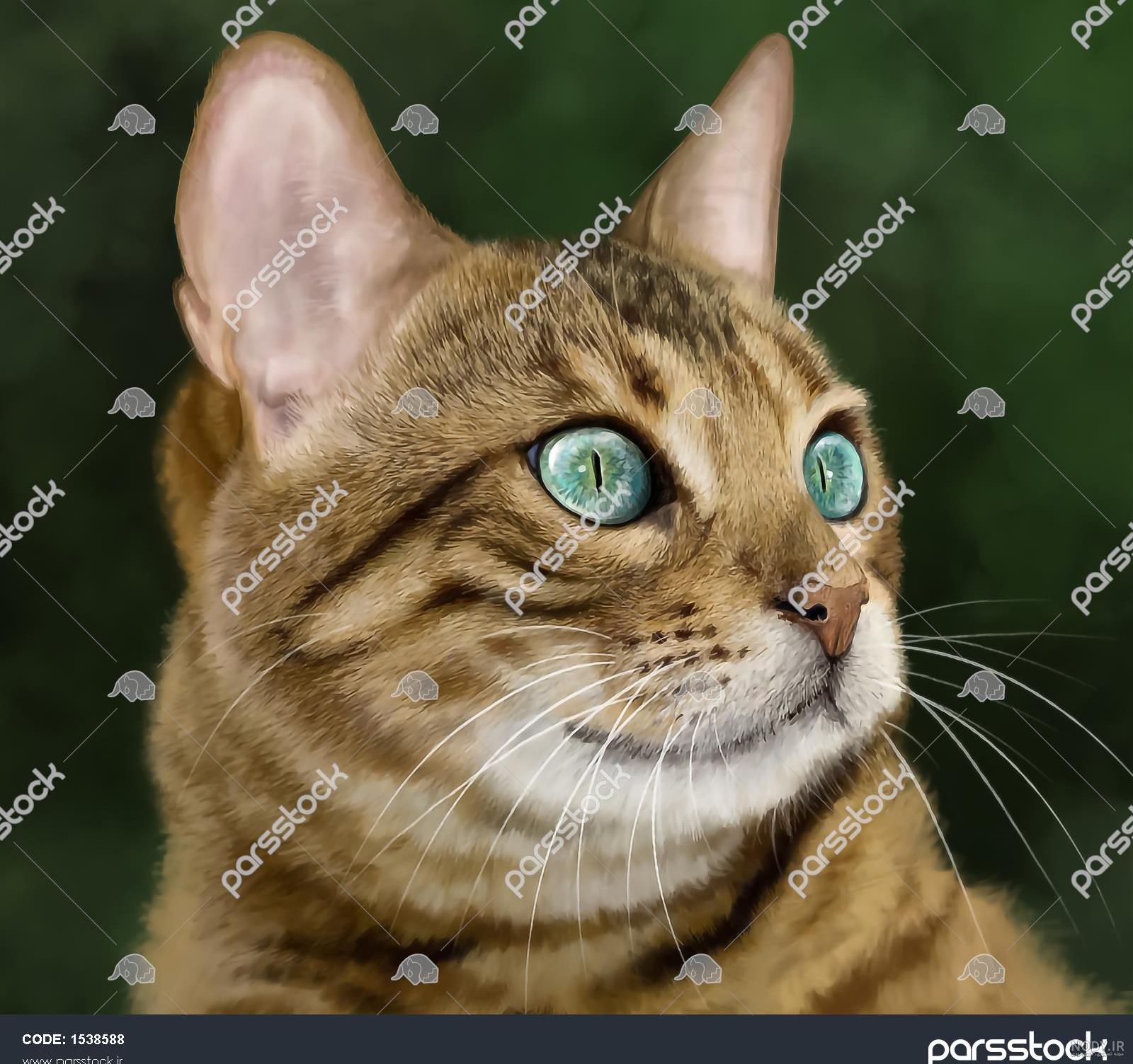 عکس گربه برای نقاشی ساده