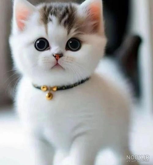 عکس گربه ملوس و زیبا