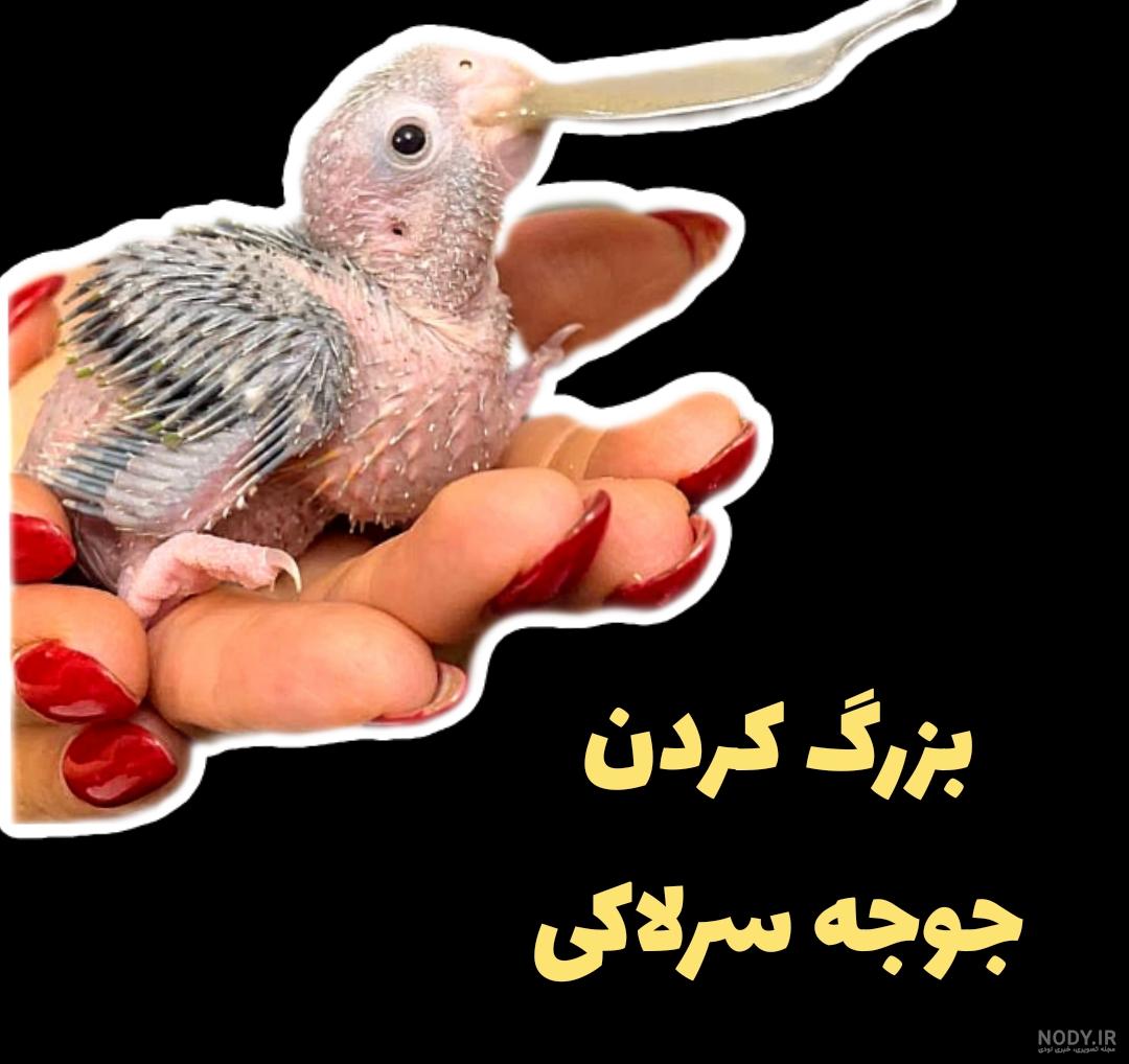 غذاهای مناسب برای طوطی سانان + غذاهای ممنوعه ( با عکس ) – کوروک غذاهای مناسب برای طوطی سانان + غذاهای ممنوعه ( با عکس ) – کوروک