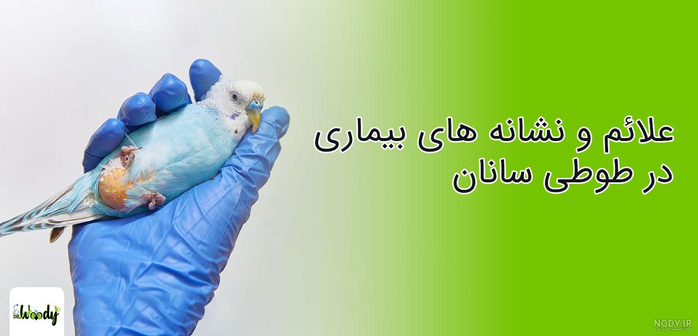 غذای عروس هلندی در سنین مختلف (از بدو تولد تا بلوغ) - پت پُرس غذای عروس هلندی در سنین مختلف (از بدو تولد تا بلوغ) - پت پُرس