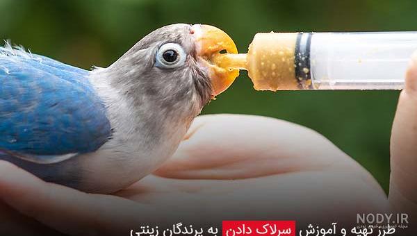 غذای نژادهای مختلف طوطی چه اجزایی دارد؟ - بلدرچین دماوند غذای نژادهای مختلف طوطی چه اجزایی دارد؟ - بلدرچین دماوند