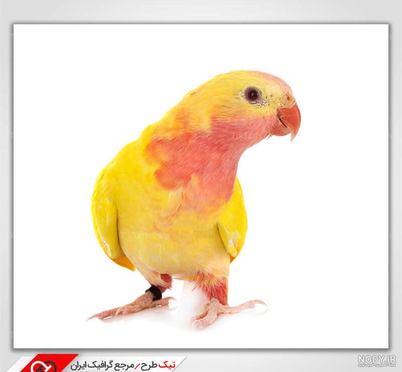 فروش طوطی | خرید و فروش طوطی و کاسکو