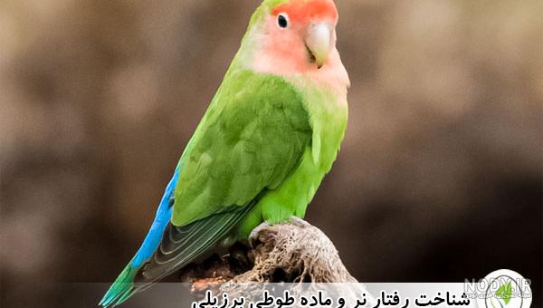 فروش طوطی ملنگو آبی خرید طوطی طوطی ملنگو آبی - پرنده
