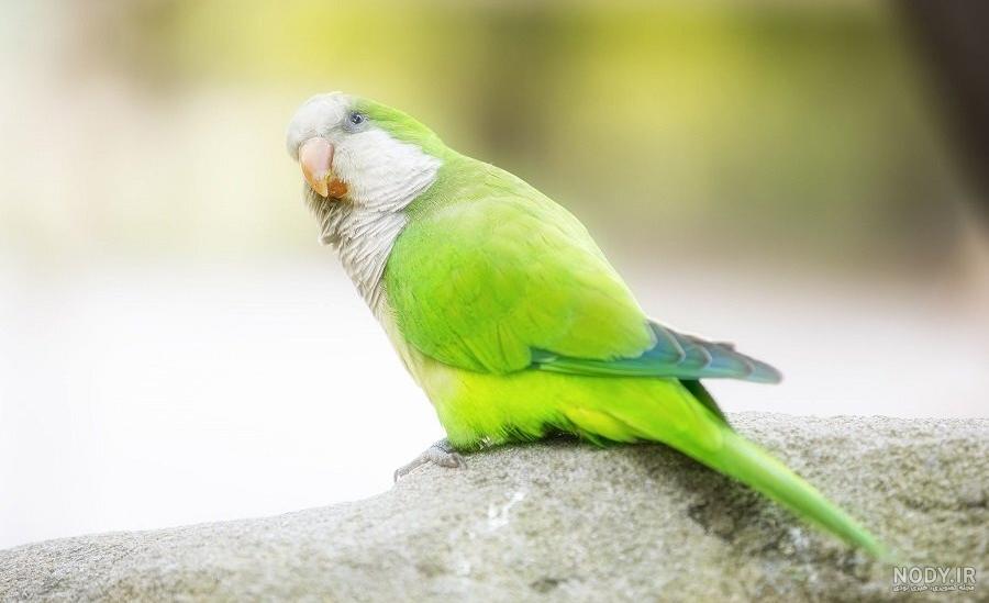فیلم طوطی های خنده دار و زیبا فیلم طوطی های خنده دار و زیبا