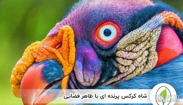 كدام پرندگان باهوشترند؟ «كلاغ» و «زاغ» در صدر جدول هوشي پرندگان - ایسنا كدام پرندگان باهوشترند؟ «كلاغ» و «زاغ» در صدر جدول هوشي پرندگان - ایسنا