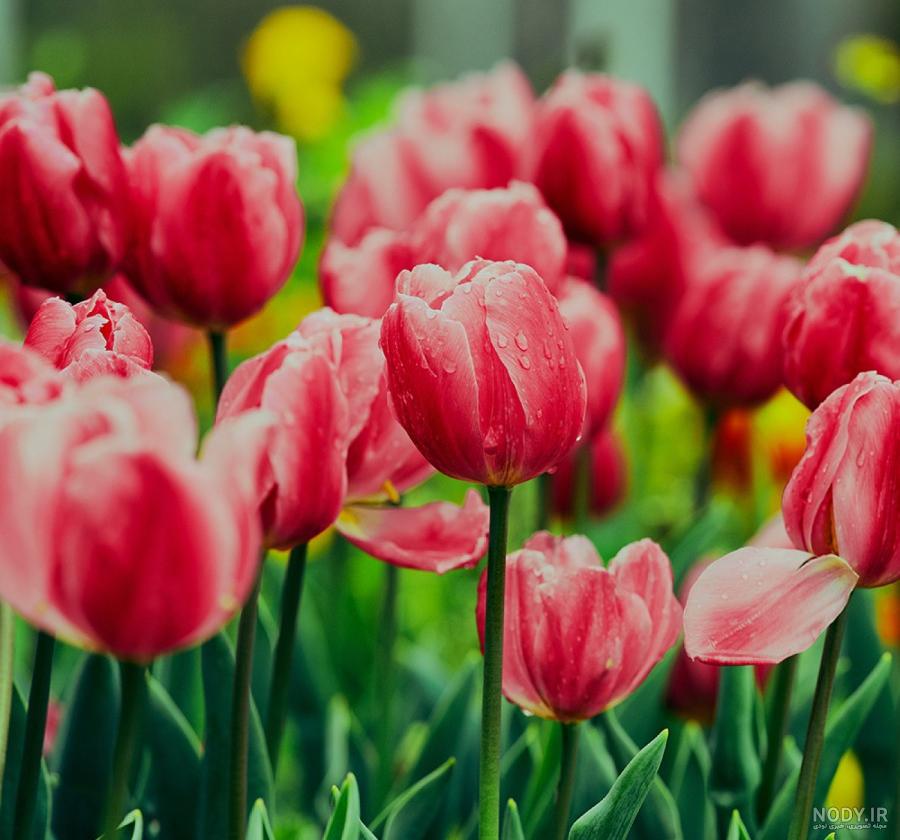 مجموعه‌ای زیبا از عکس طبیعت برای پروفایل - ستاره