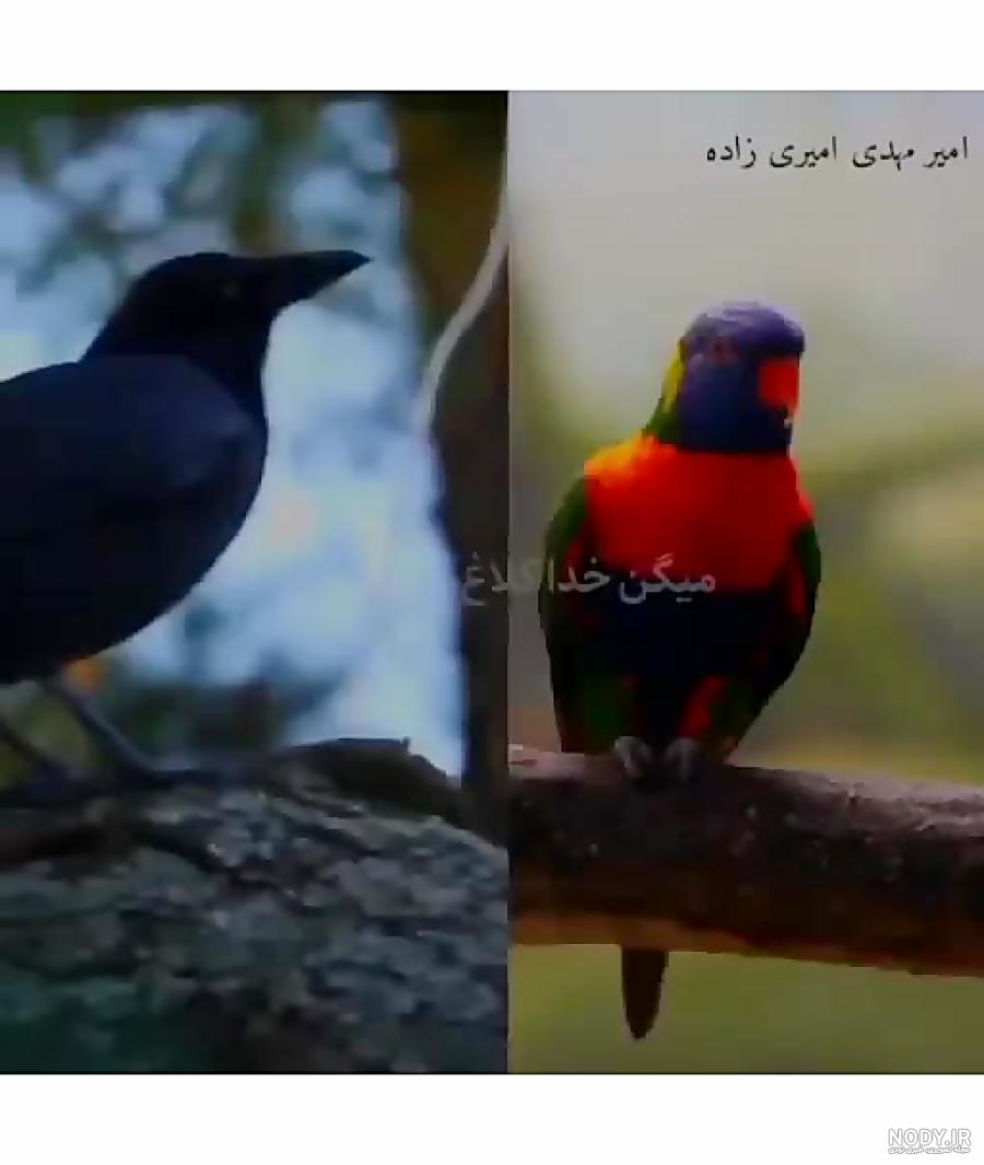 معرفی پرندگان سخنگو | آشنایی با محبوبترین پرندگان سخنگو در جهان آشنایی با محبوبترین پرندگان سخنگو در جهان معرفی پرندگان سخنگو | آشنایی با محبوبترین پرندگان سخنگو در جهان آشنایی با محبوبترین پرندگان سخنگو در جهان