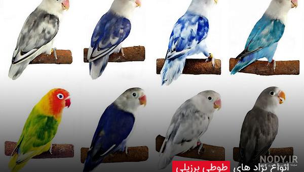 نگهداری و پرورش طوطی برزیلی | سایت جوجه کشی دات کام